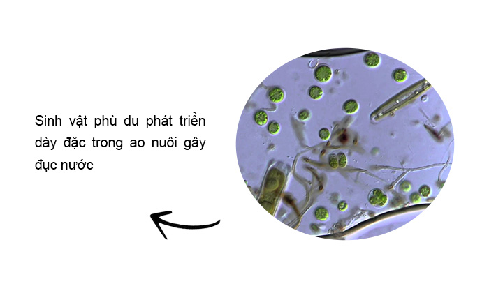 Đục nước do sinh vật phù du