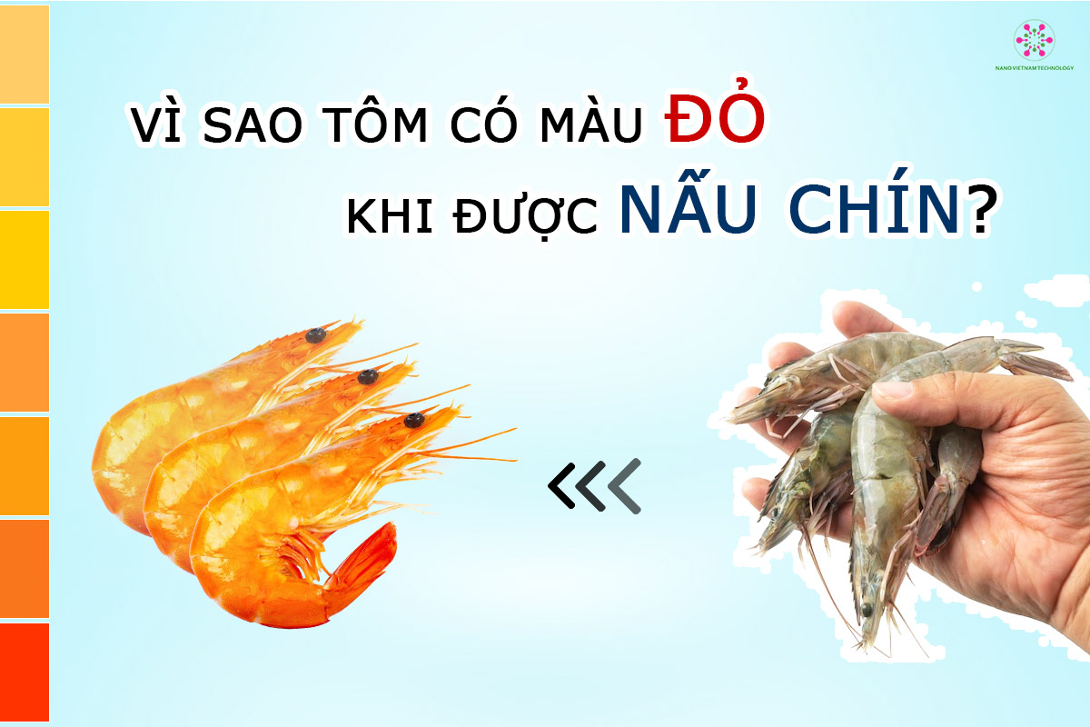 Tôm có màu đỏ khi được nấu chín