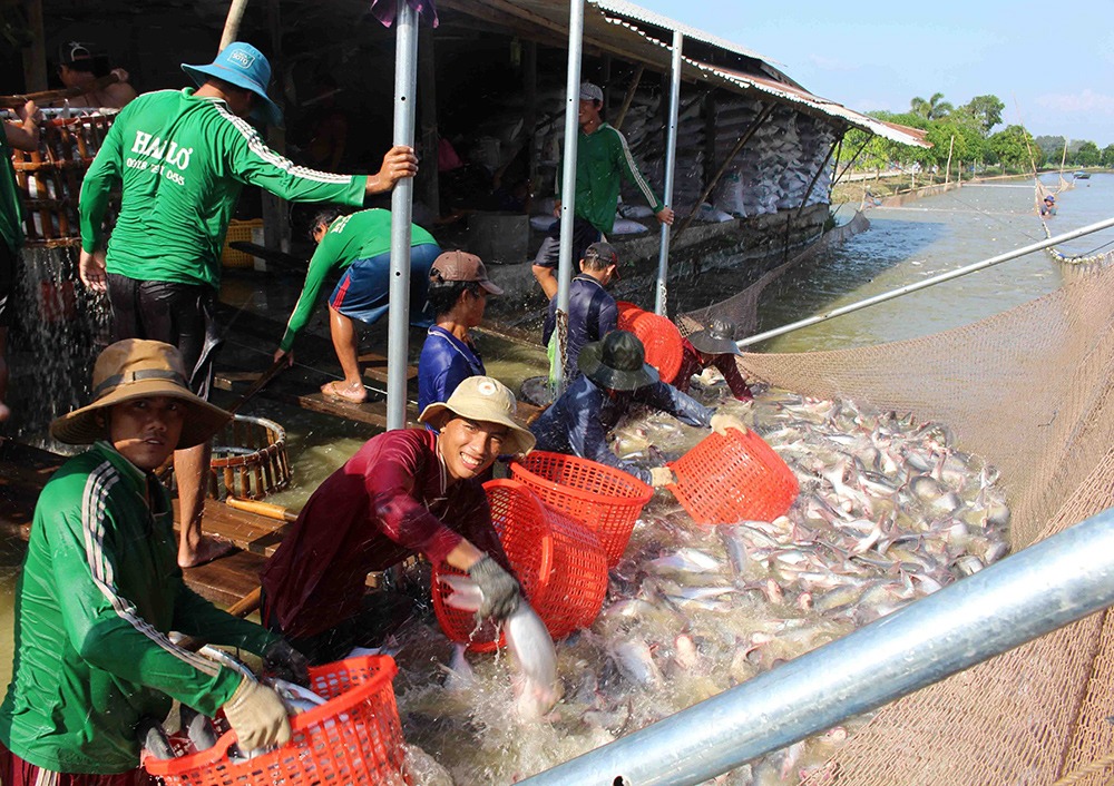 Thu hoạch xuất khẩu cá tra
