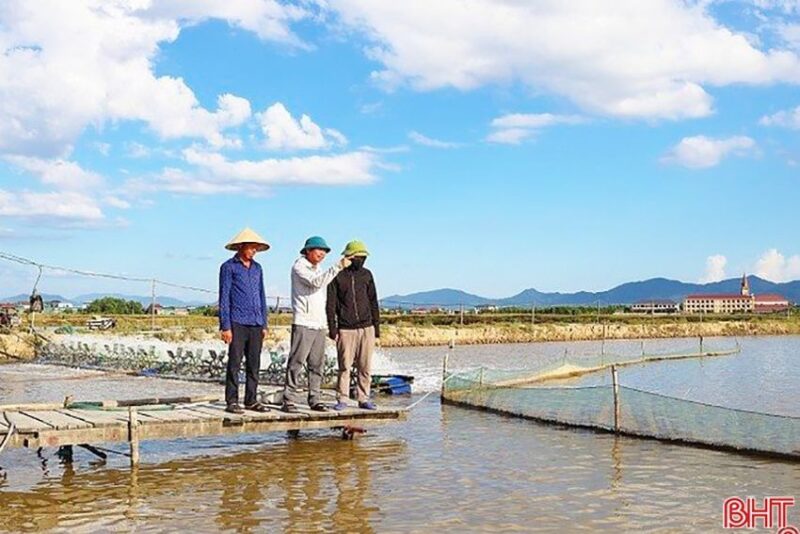 Ông Phạm Đình Thiên (thôn Vĩnh Thuận, xã Kỳ Ninh, TX Kỳ Anh) nuôi cá chim trắng vây vàng trên vùng ao hồ của gia đình.