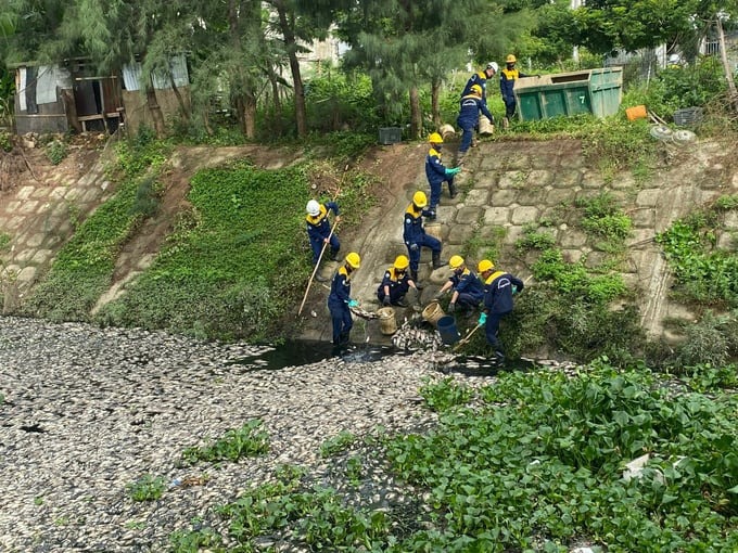 Nhân viên Công ty Thoát nước và Xử lý nước thải Đà Nẵng tiến hành vớt số cá chết. 