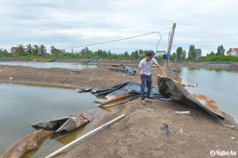 Hệ thống bạt lót đầm tôm bị hư hỏng đang được người dân thu dọn. 