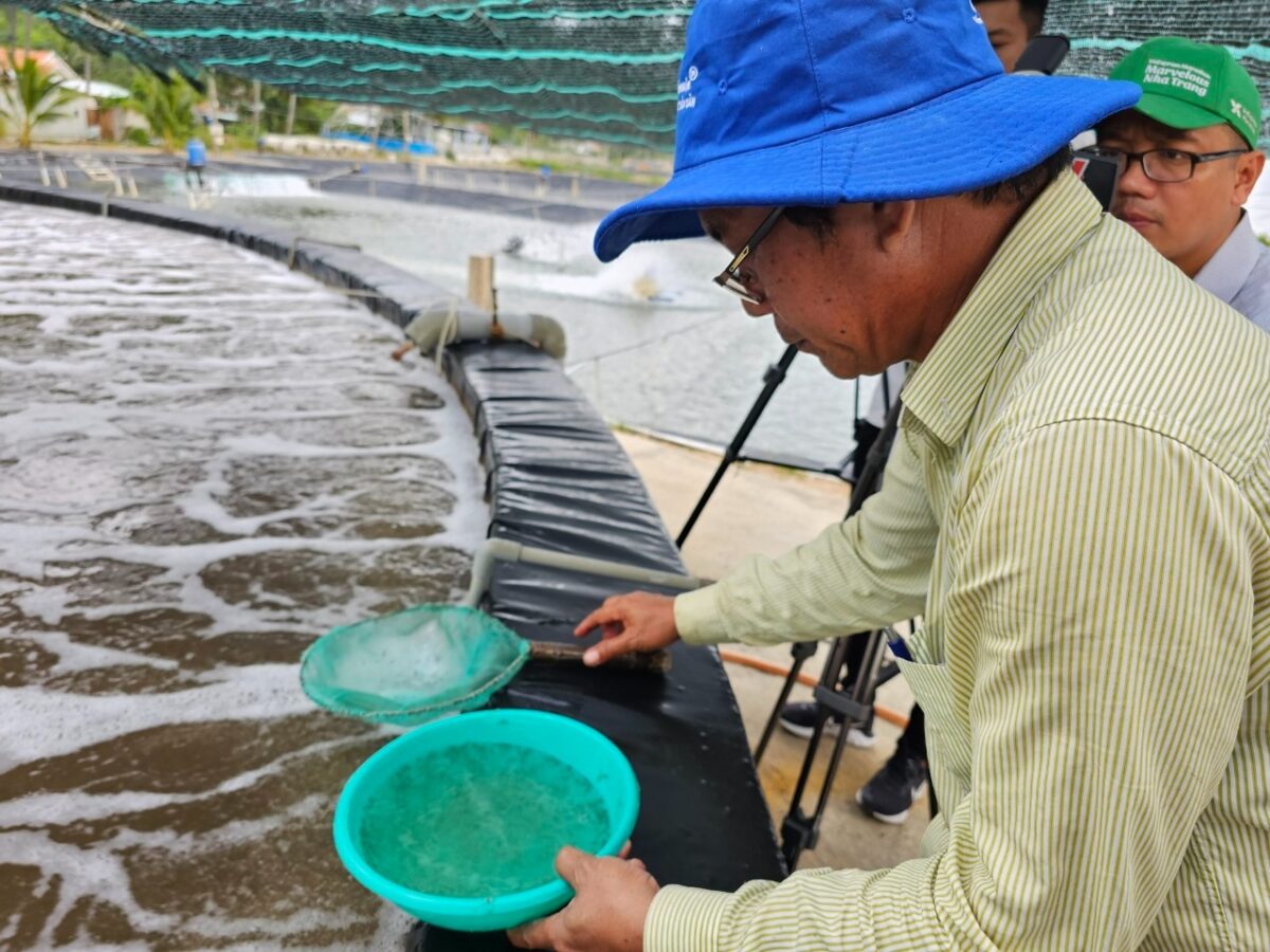 Kiểm tra tôm bể ương