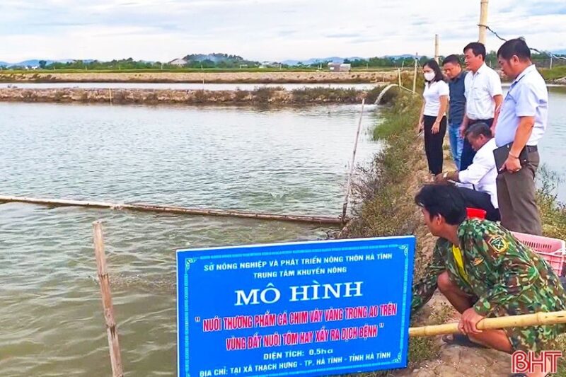 Mô hình nuôi thương phẩm cá chim vây vàng trong ao trên vùng đất nuôi tôm hay xảy ra dịch bệnh được nhiều địa phương như TP Hà Tĩnh, huyện Kỳ Anh, huyện Cẩm Xuyên... thực hiện.