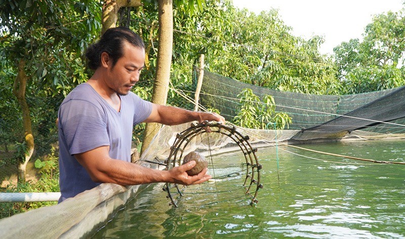 Nuôi cá chạch lấu