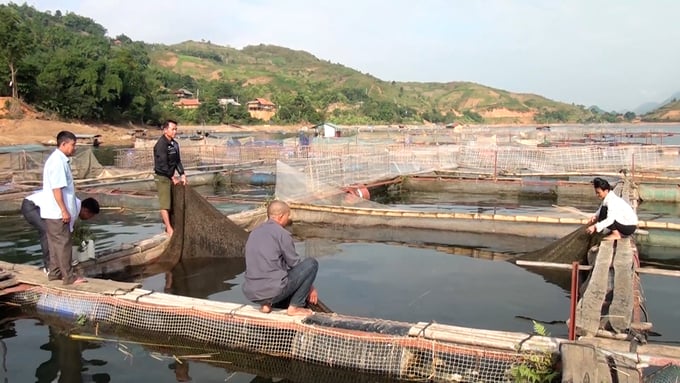 Nuôi cá lồng trên hồ thủy điện Sơn La rất thuận lợi nhờ môi trường nước sạch, cá lớn nhanh, ít dịch bệnh.