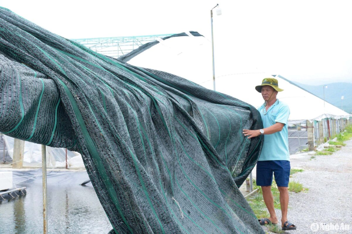 Do đó, các hộ nuôi tôm phải mua lưới, màng che mới thay thế kịp thời. 