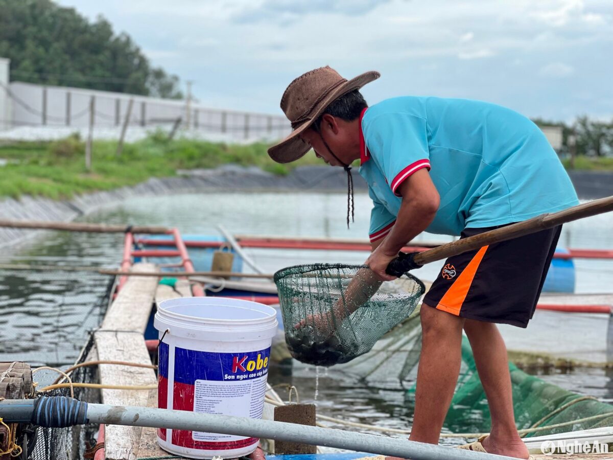 San thưa để giảm mật độ nuôi cũng được nhiều hộ nuôi cá chẽm, cá vược, cá mú áp dụng… 