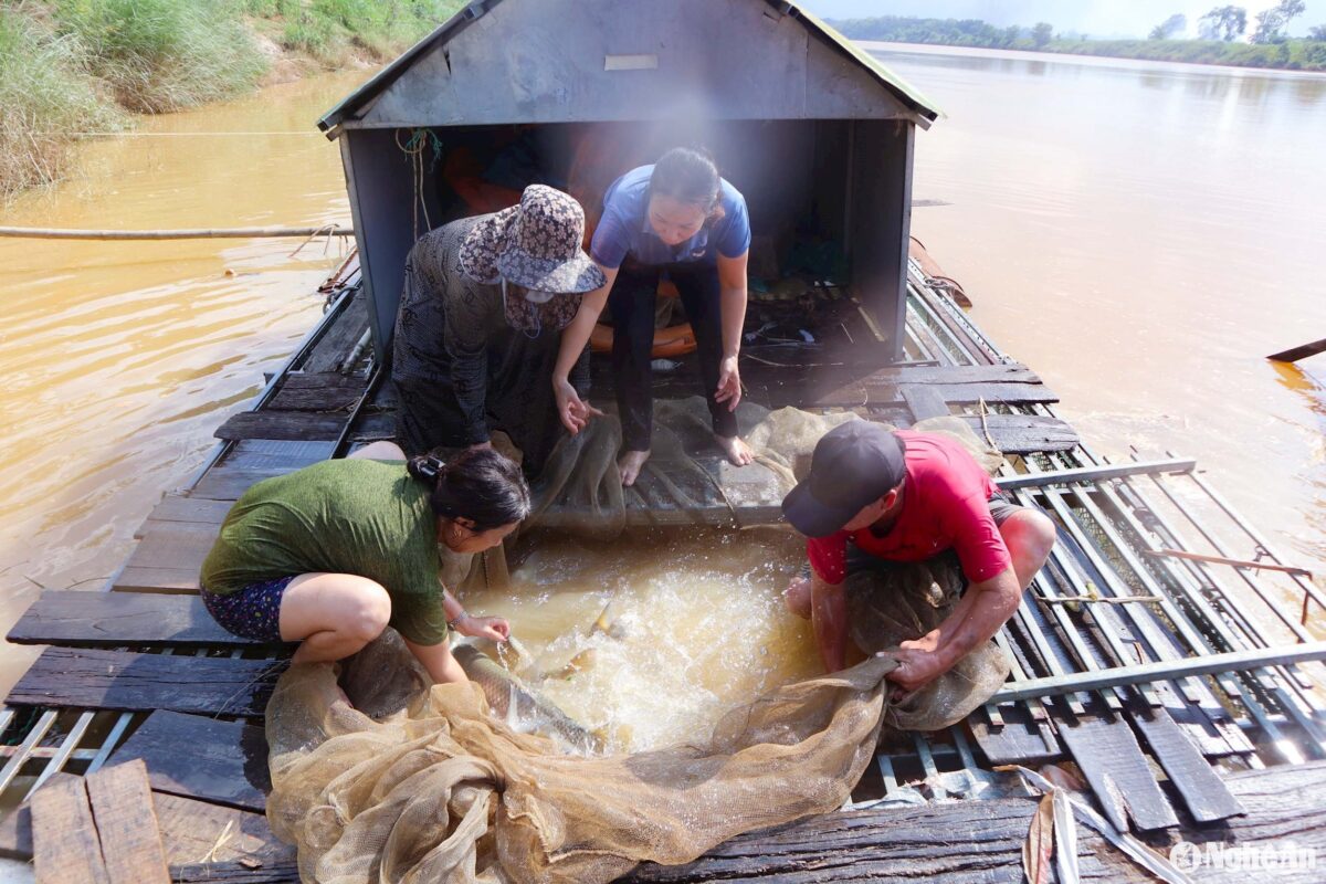 Theo khuyến cáo của cơ quan chuyên môn, các hộ nuôi cá lồng bè trên sông, lòng hồ, biển… thu hoạch trước những lồng nuôi đã đạt trọng lượng để hạn chế thấp nhất thiệt hại gây ra. 