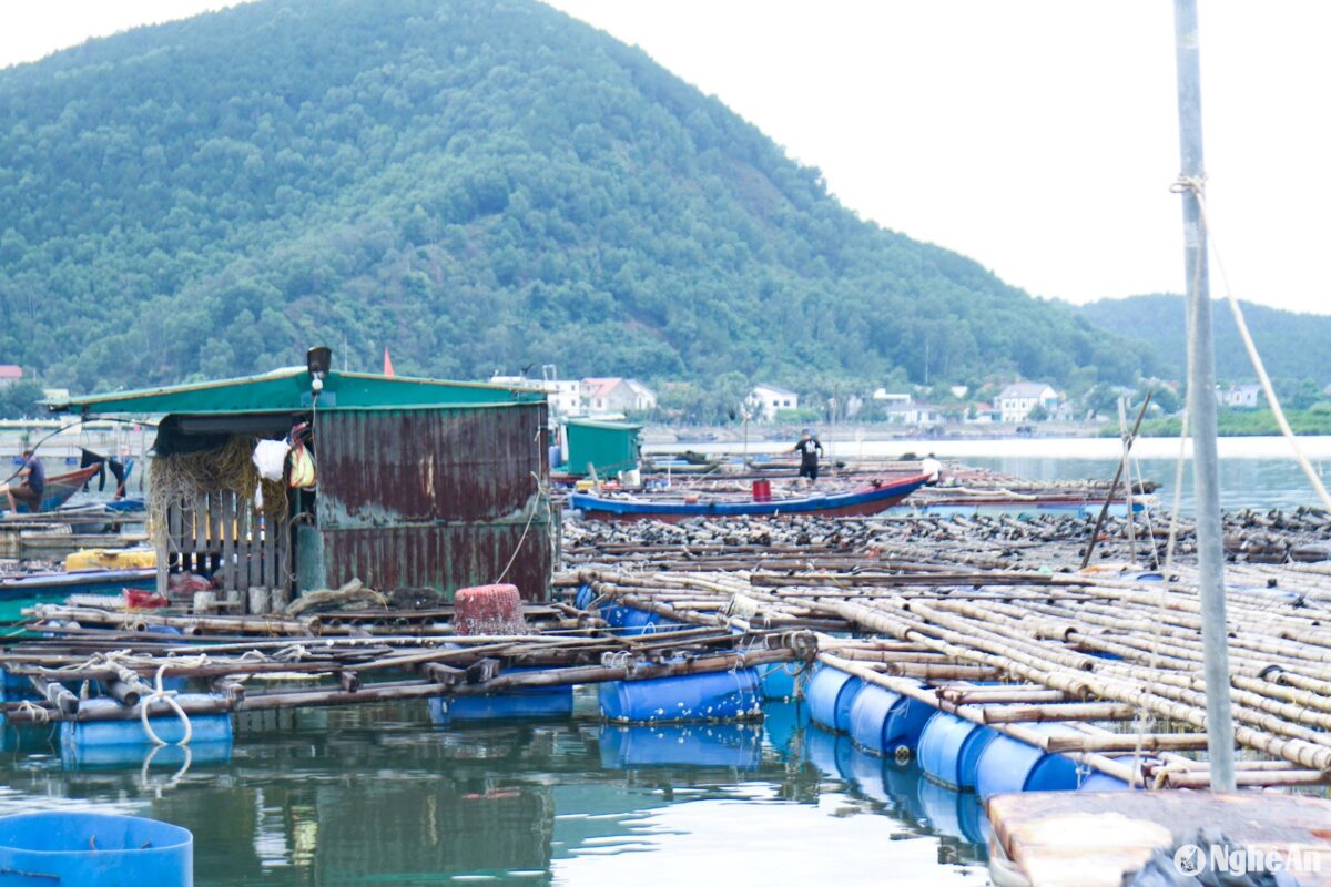 Trước mùa mưa bão năm nay, các hộ nuôi cá lồng bè ở các Nghi Tiến, Nghi Thiết, Nghi Quang (Nghi Lộc), Nghi Thuỷ, Nghi Tân (thị xã Cửa Lò) cũng đã có các phương án đề phòng thiệt hại do mưa bão gây ra. Các bè nuôi được di chuyển neo đậu ở nơi kín gió, gần bờ; lồng bè được gia cố, chằng néo chắc chắn; lắp thêm phao nổi để nước dâng lên đến đâu thì lồng bè nổi lên đến đó…