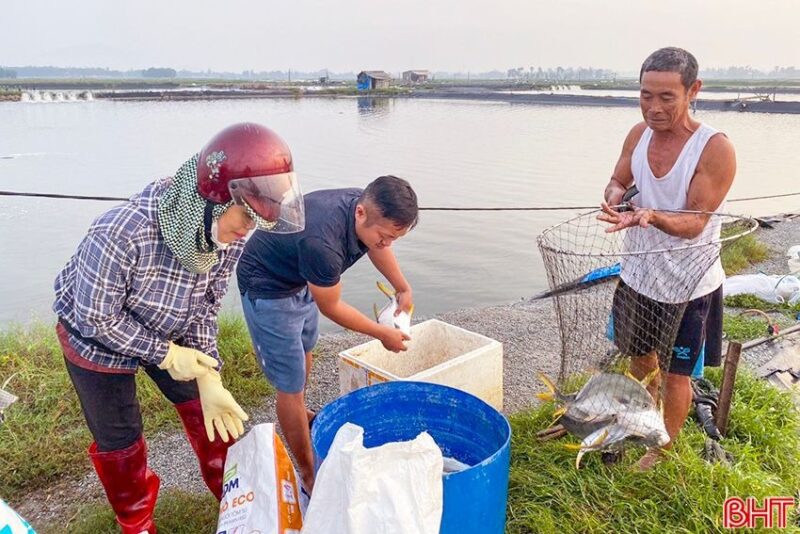 Trong những năm gần đây, quy mô diện tích nuôi trồng cá chim trắng vây vàng không ngừng tăng lên tại Hà Tĩnh.