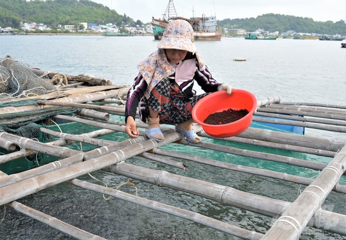 Ngư dân thường chỉ sử dụng thức ăn viên công nghiệp để nuôi cá biển khi còn nhỏ. 