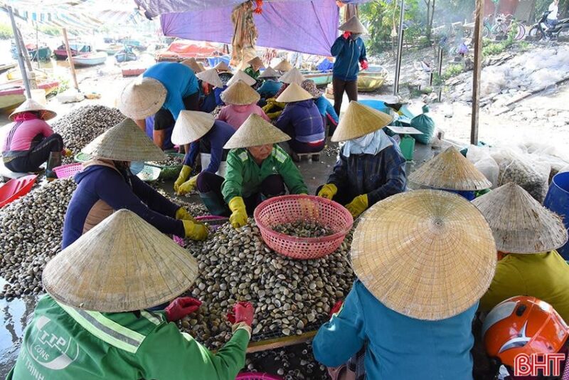 Phân loại ngao