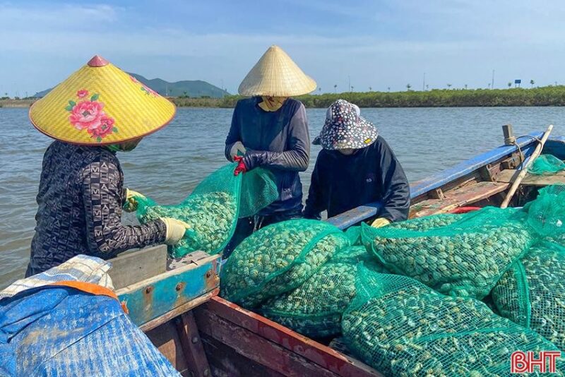 Sản lương ngao