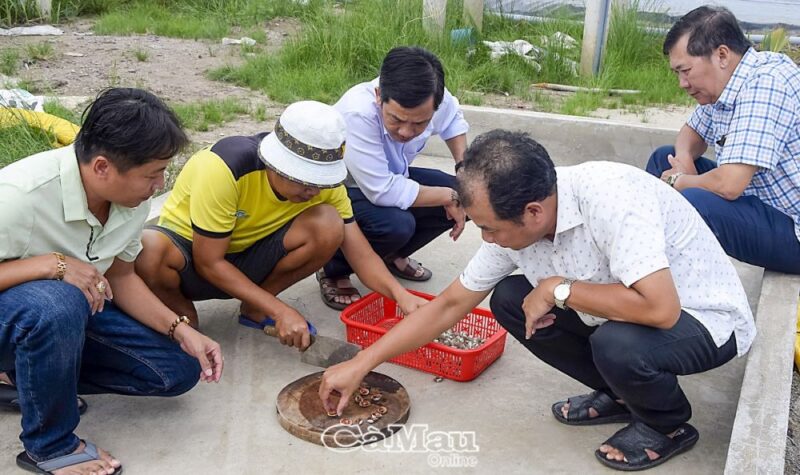 Sinh sản sò huyết thành công