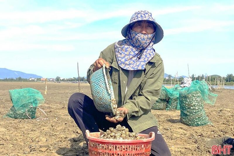 Thu hoạch ngao Cẩm Xuyên