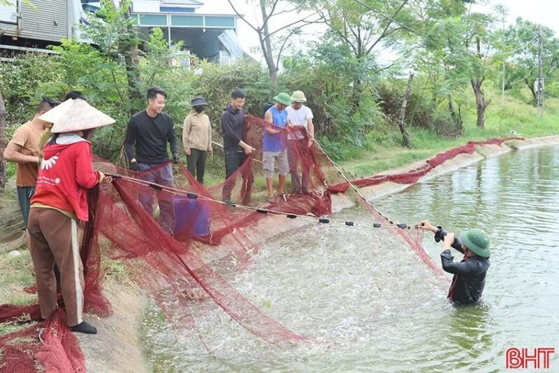 Các hộ nuôi tại Cẩm Xuyên thu hoạch tôm, đề phòng mưa lũ.