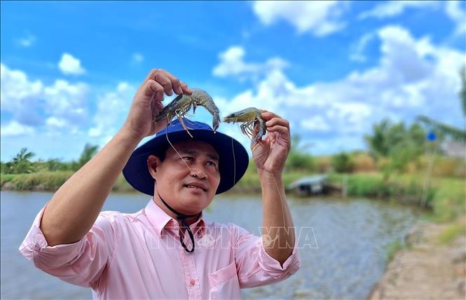 Tôm nuôi đạt chuẩn BAP