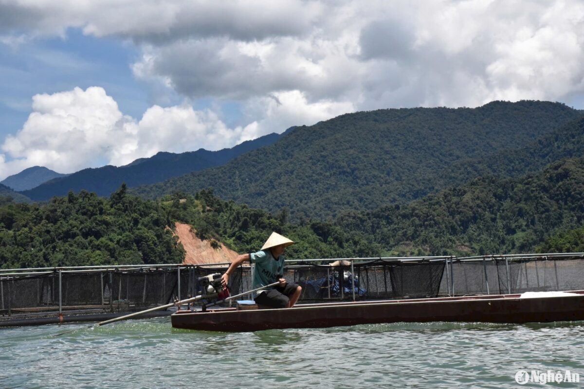 Phòng chống bão cho cá nuôi lồng bè