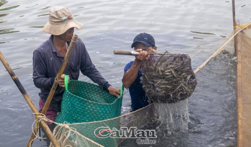 Thu hoạch cá kèo