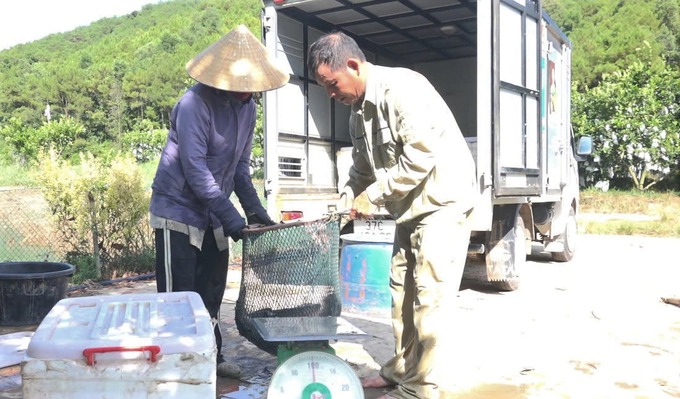 Lãi lớn từ nuôi cá lóc đầu nhím Bán cá lóc đầu nhím