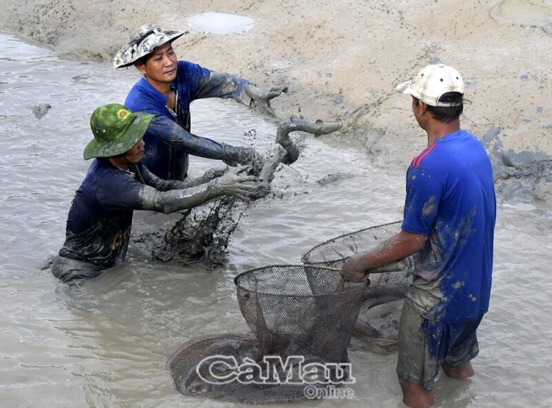 Bắt cá chình