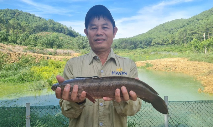 Lãi lớn từ nuôi cá lóc đầu nhím Cá lóc đầu nhím