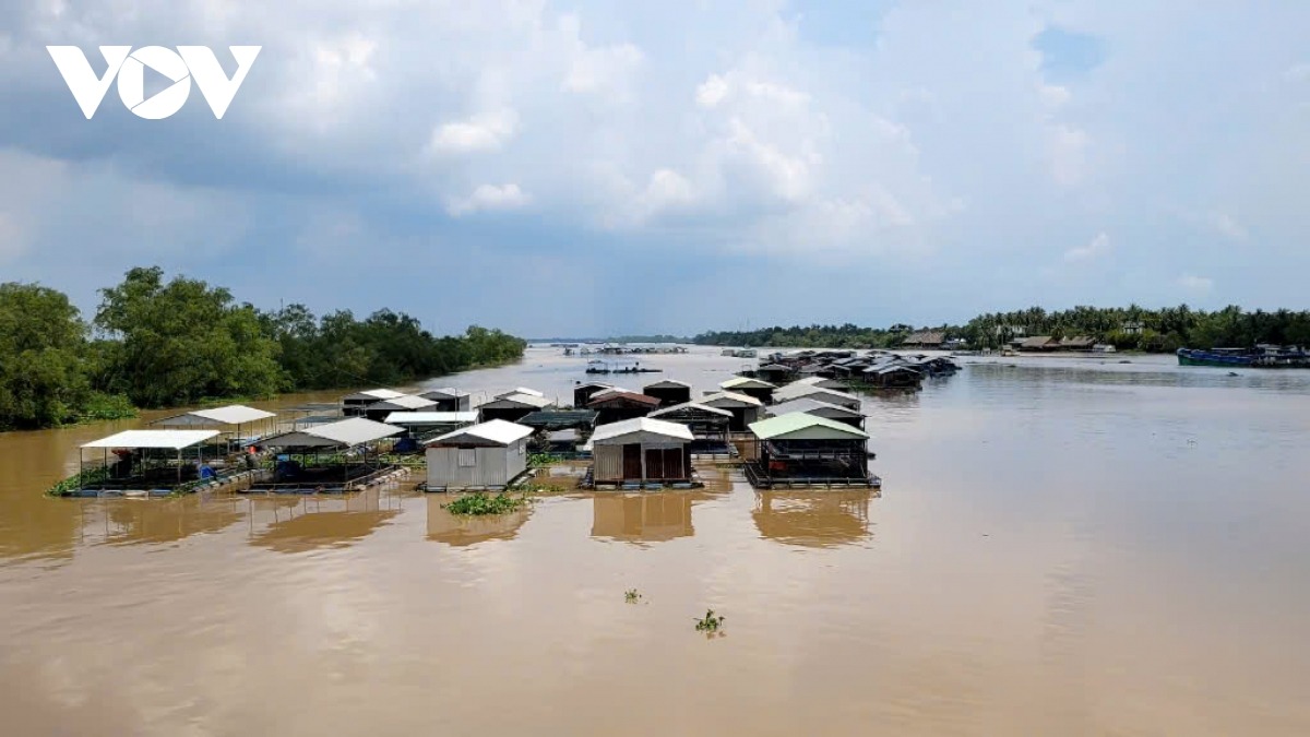 Khu nuôi cá lồng bè trên sông