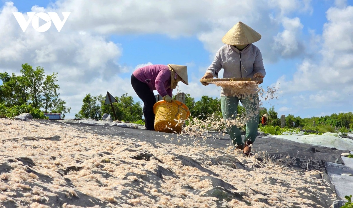 Nghề đánh bắt ruốc