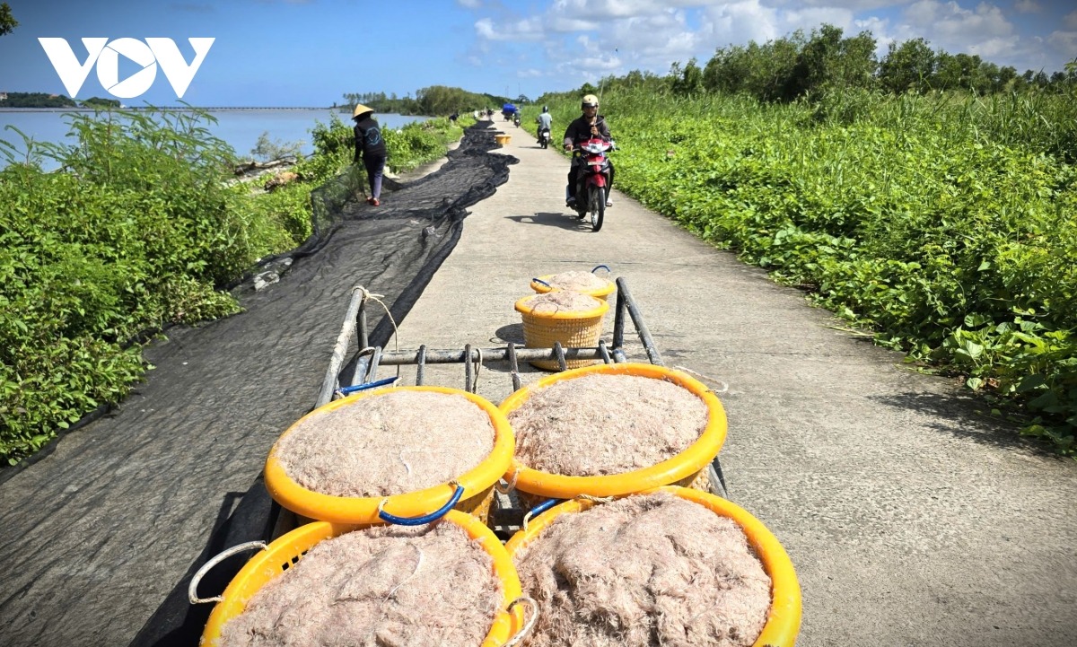 Phơi ruốc biển