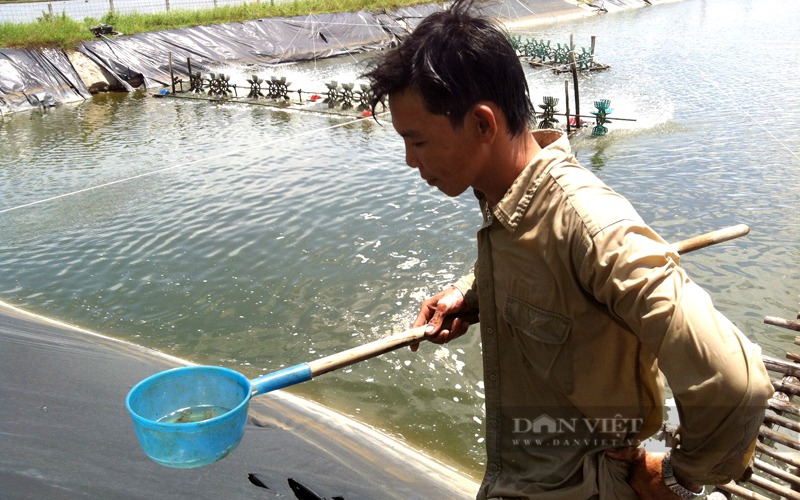 Phòng bệnh cho tôm nuôi