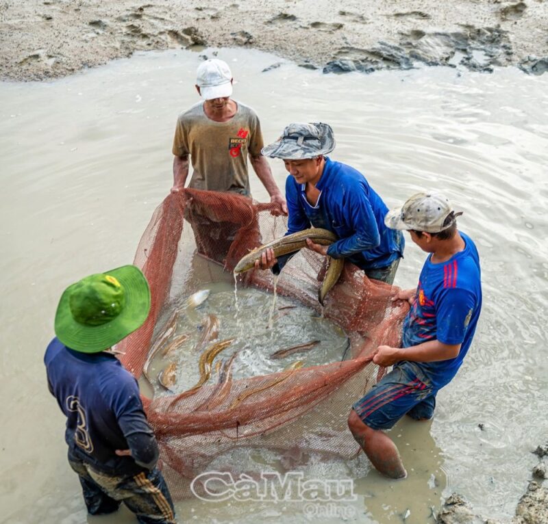 Thu hoạch cá chình