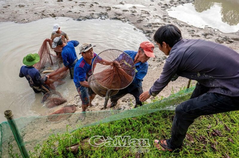 Thu hoạch cá chình trong ao