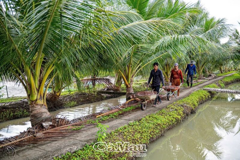 Vận chuyển cá chình đem bán