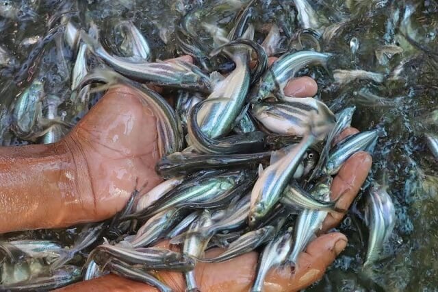 Bài 4: Kỹ thuật nuôi cá nước ngọt và một số bệnh thường gặp Cá tra giống