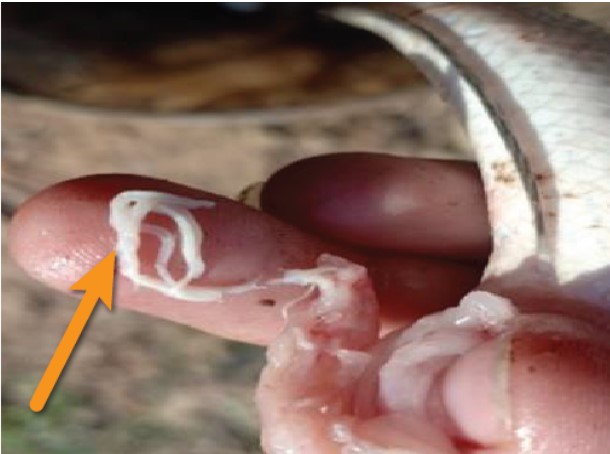 Bài 4: Kỹ thuật nuôi cá nước ngọt và một số bệnh thường gặp Bệnh kí sinh trùng do giun sán trên cá