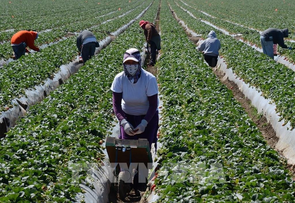 Quy trình trồng lúa nước năng suất cao chỉ từ 6 giai đoạn quy trình trồng lúa nước