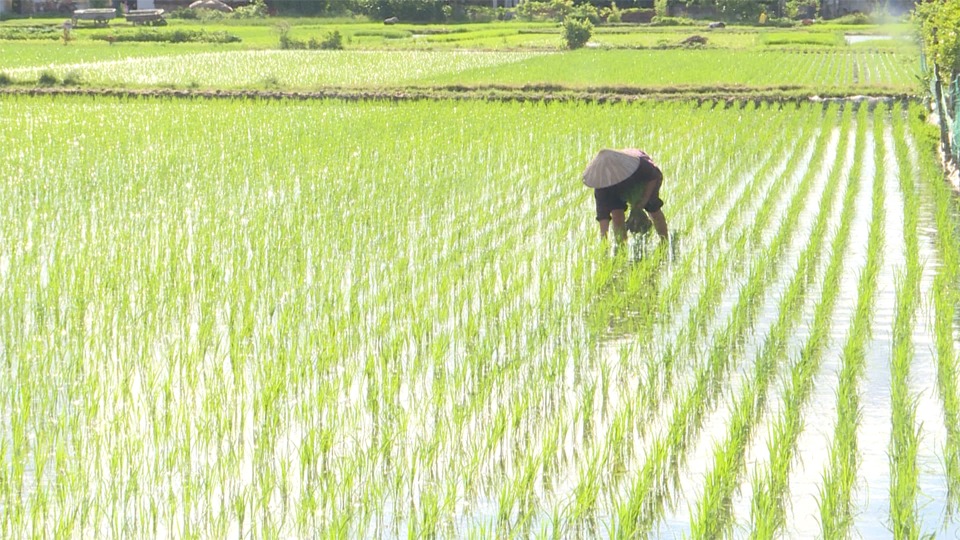 Quy trình trồng lúa nước năng suất cao chỉ từ 6 giai đoạn quy trình trồng lúa nước