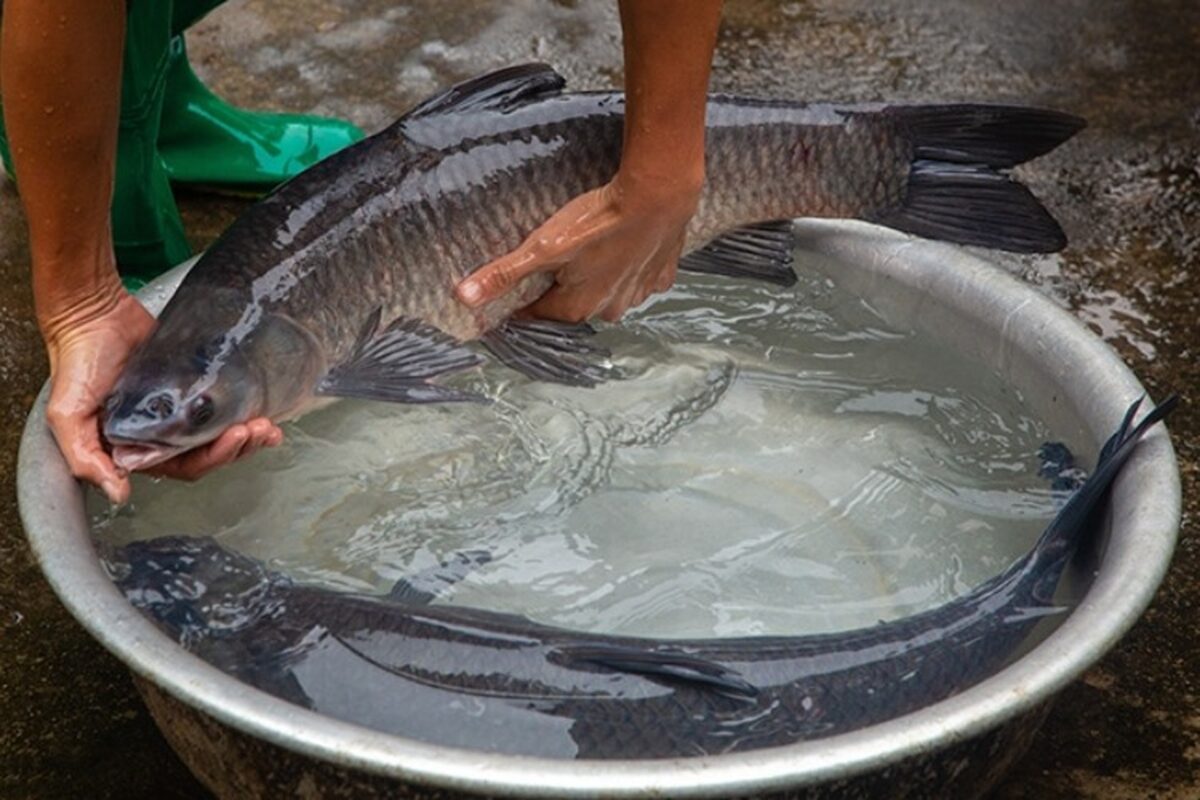 Kỹ thuật nuôi cá trắm cỏ