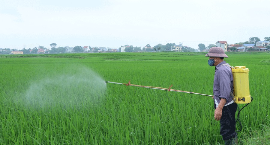 Quy trình trồng lúa nước năng suất cao chỉ từ 6 giai đoạn quy trình trồng lúa nước