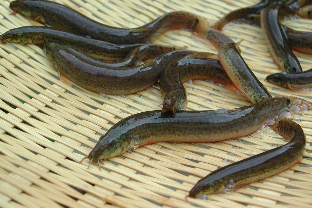 Kỹ thuật nuôi cá chạch lấu