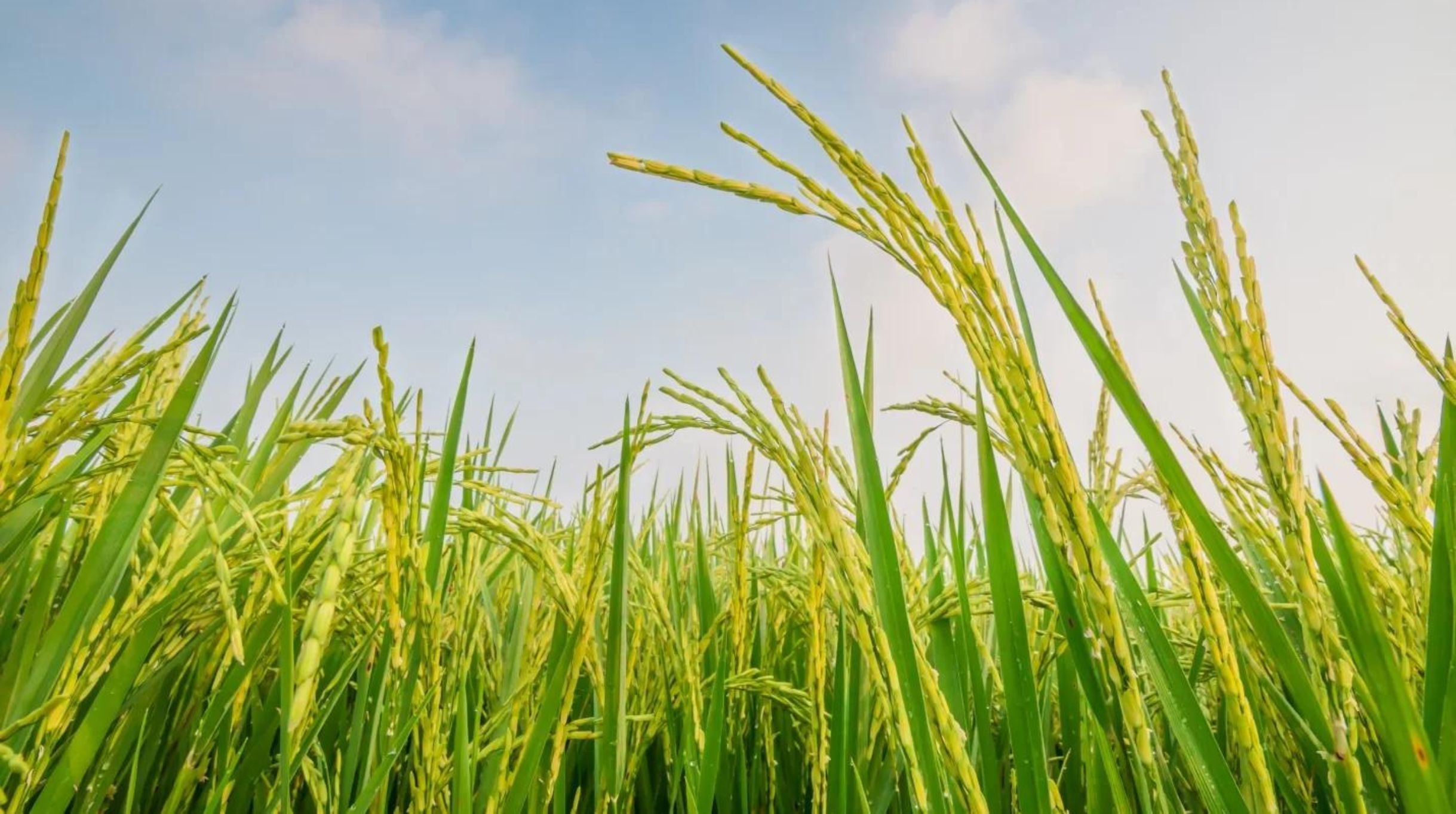 Quy trình trồng lúa nước năng suất cao chỉ từ 6 giai đoạn quy trình trồng lúa nước