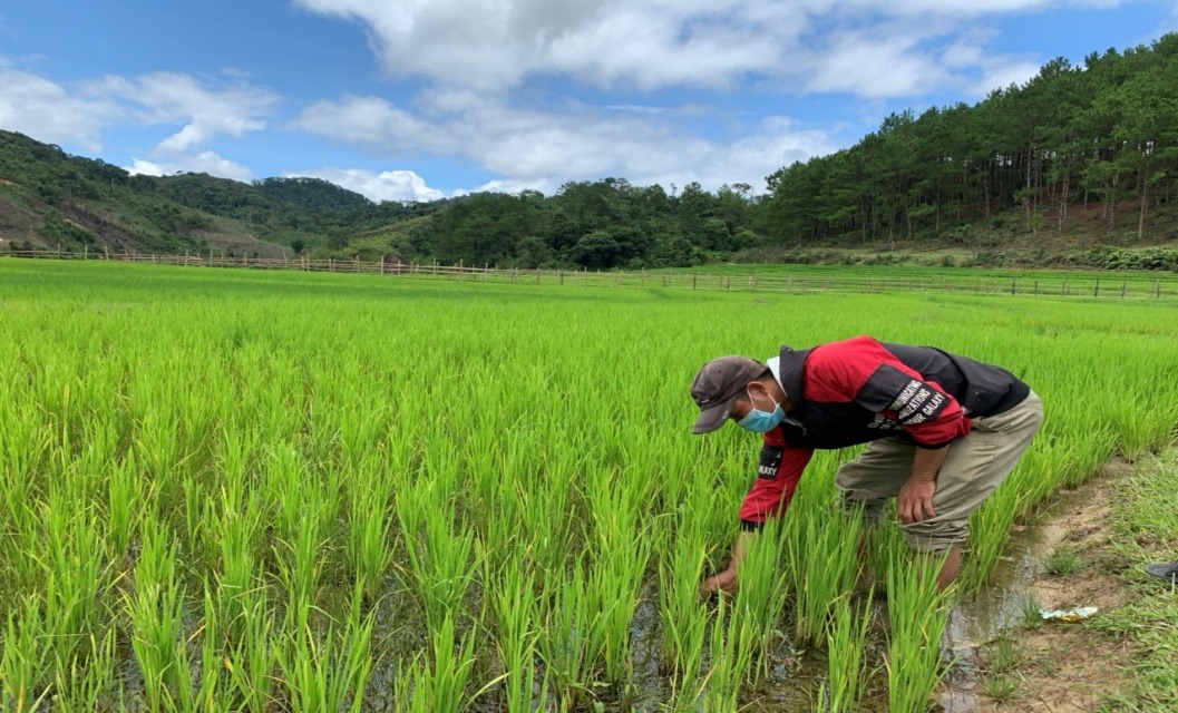 Quy trình trồng lúa nước năng suất cao chỉ từ 6 giai đoạn quy trình trồng lúa nước