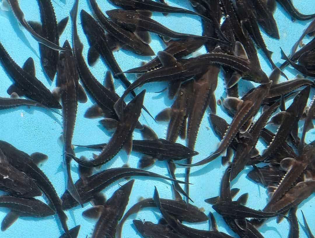 Cá tầm Trung Quốc