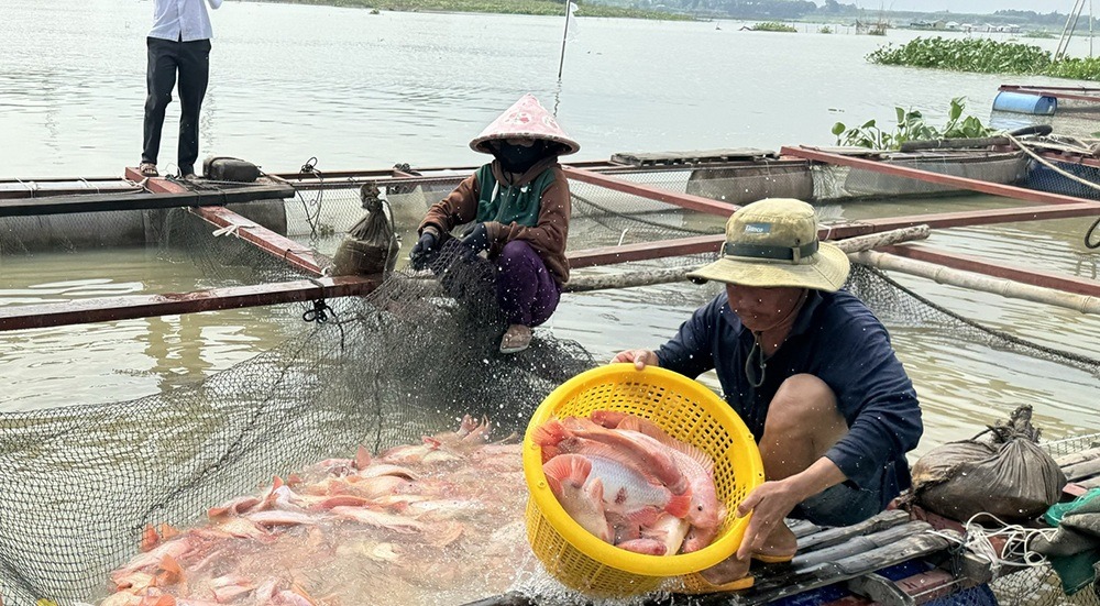 Thu hoạch cá điêu hồng