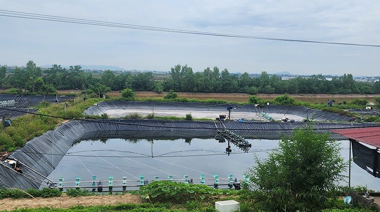 Thanh Hóa chỉ đạo xử lý dứt điểm tình trạng nuôi tôm trái phép Ao nuôi thủy sản