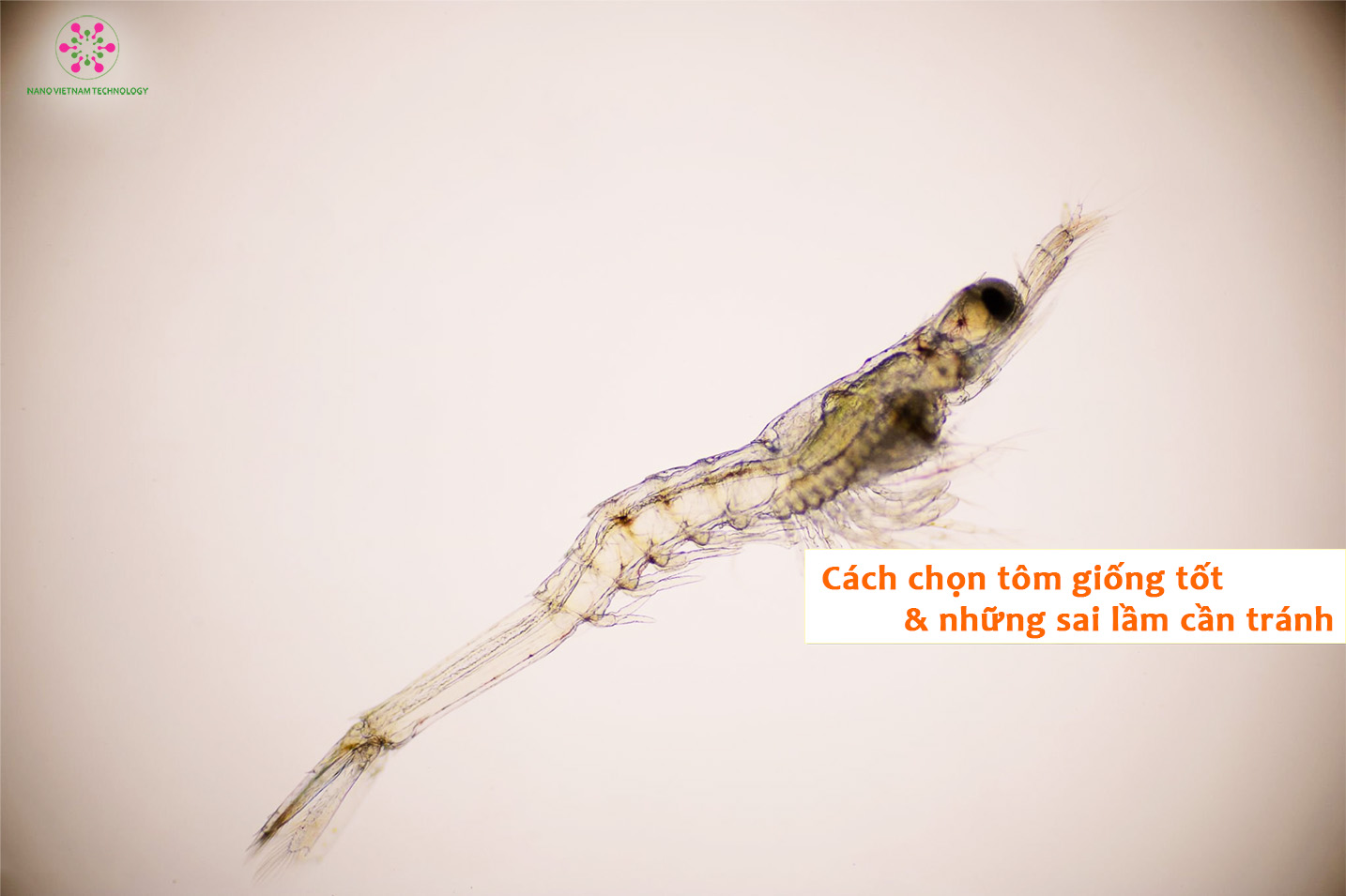 Cách chọn tôm giống tốt