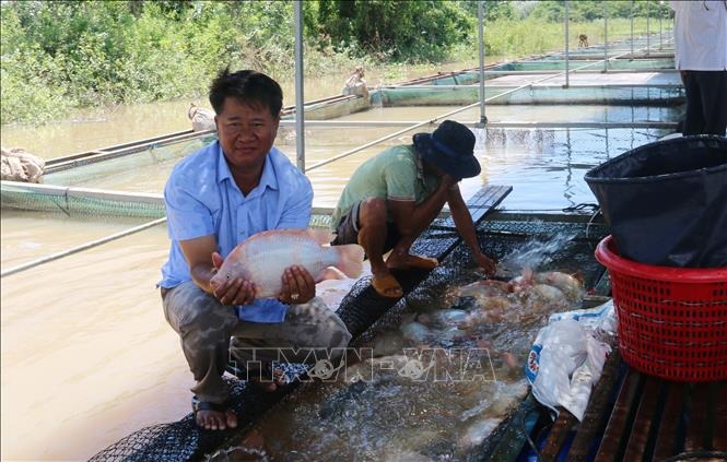 Đồng Nai còn nhiều dư địa bứt phá thành vùng sản xuất thủy sản công nghệ cao Nuôi cá điêu hồng