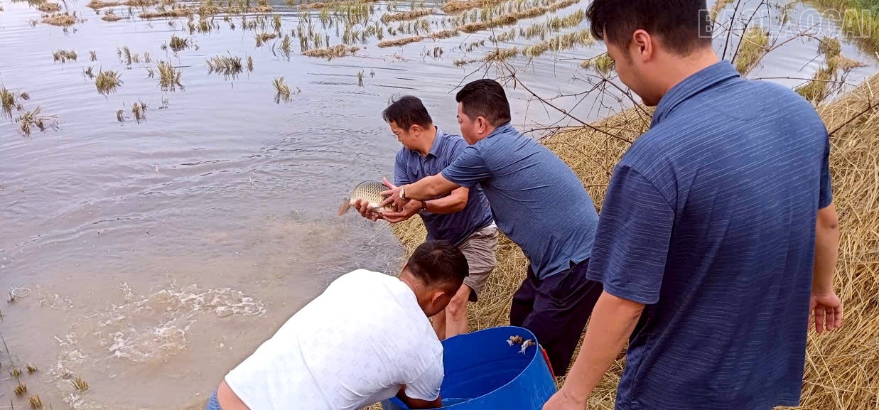 Về Khánh Yên xem thả cá chép vụ đông Thả cá chép