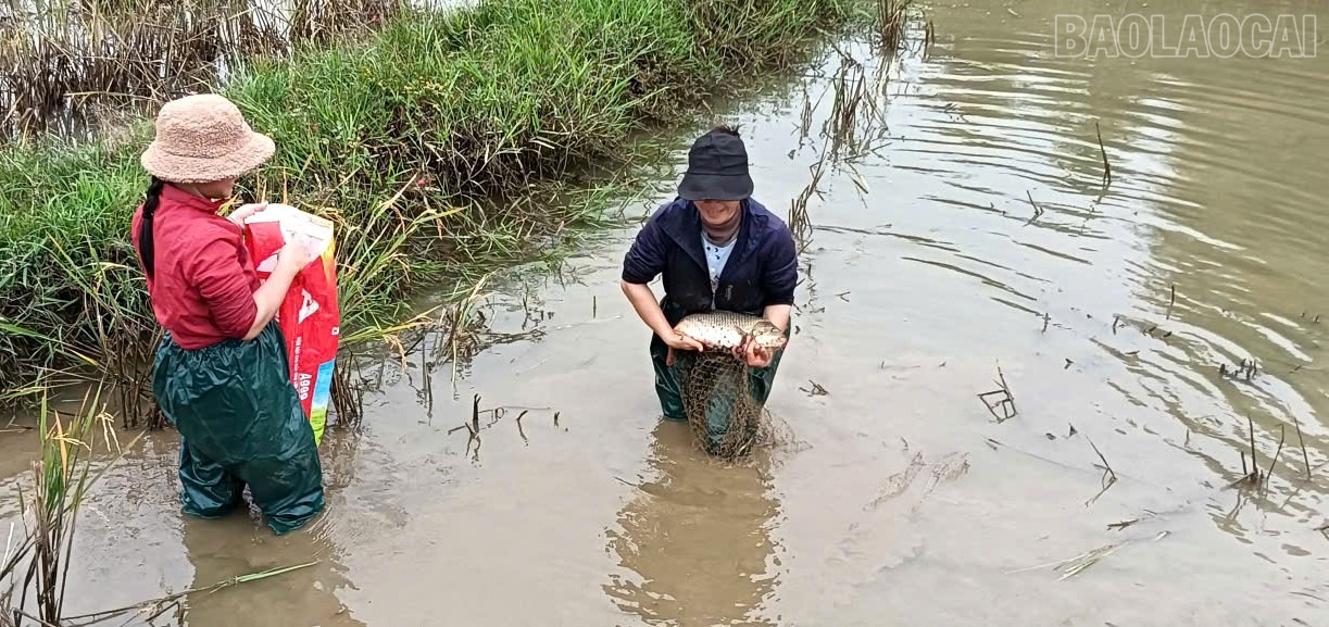 Về Khánh Yên xem thả cá chép vụ đông Thả cá chép